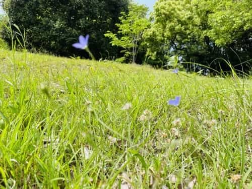 あなたの元へ、ネコバスに乗って飛んでいけたら～荒尾市　赤田公園からトトロ・ネコバス停～