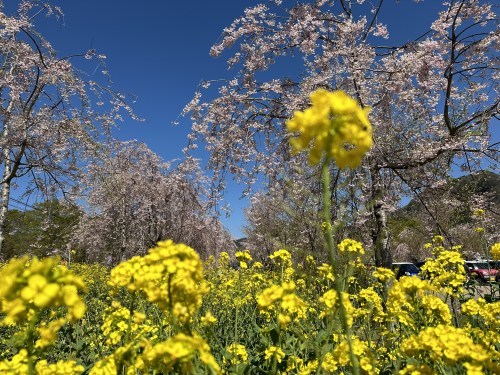 【阿蘇郡高森町】早よ行かんと散ってしまうばい！１.５kmの桜ロードが幻想的な「サクラミチ」に行ってきた！