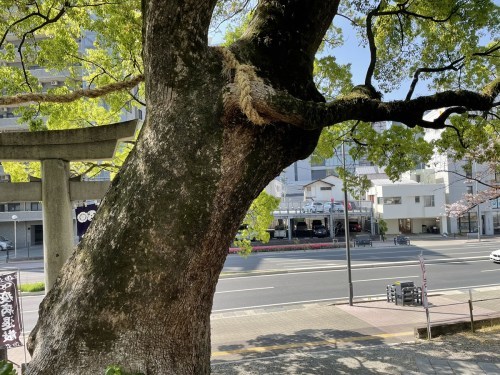 【くまもとの巨木】熊本駅近く「北岡神社の夫婦楠」は縁結びのクスノキ