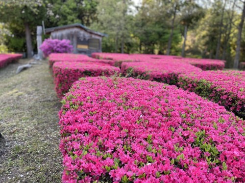 【合志市】速報今はつつじ！夕暮れの蛇ノ尾公園（ジャノオコウエン）が四季を楽しみにさせてくれる作りで素敵！