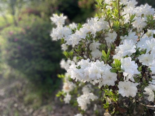 【菊池市】メェ～メェ～呼び続ける私を見つけて～東山公園　メェ～メェ～広場～