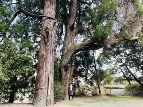 昔は、木と人は仲良しだったんだよ（となりのトトロより）～上益城郡御船町　中原神社～