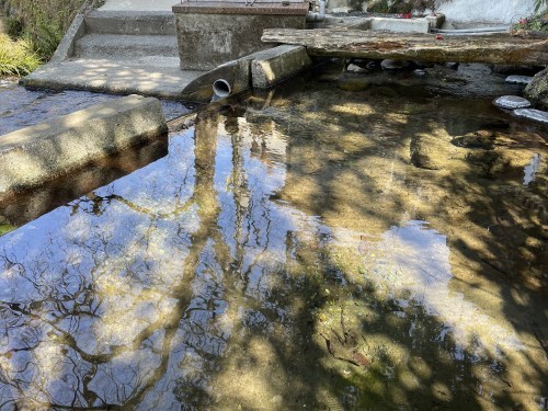 落ちる椿でさえ美しい　～菊池市雪野　清水川水源～