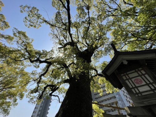 【くまもとの巨木】熊本駅近く「北岡神社の夫婦楠」は縁結びのクスノキ