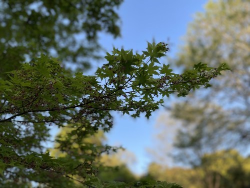 【合志市】速報今はつつじ！夕暮れの蛇ノ尾公園（ジャノオコウエン）が四季を楽しみにさせてくれる作りで素敵！