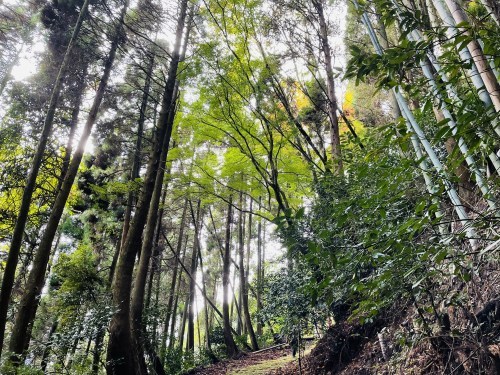 朱色の誘惑、危険な散歩道～阿蘇市一の宮　三閑稲荷神社～