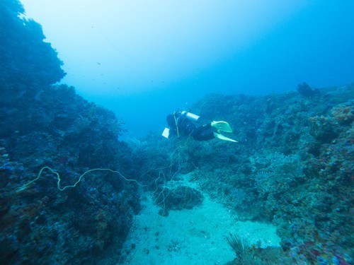 伊東・白根南のセルフダイビングコースの見どころ-ダイナミックな地形と魚群-