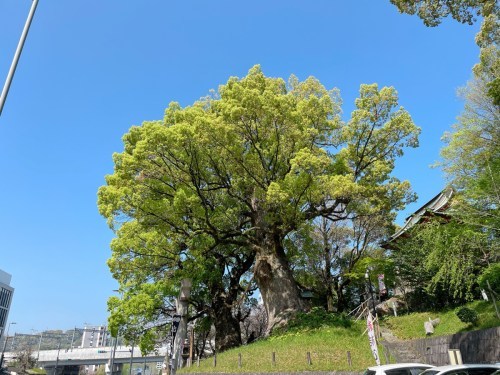 【くまもとの巨木】熊本駅近く「北岡神社の夫婦楠」は縁結びのクスノキ