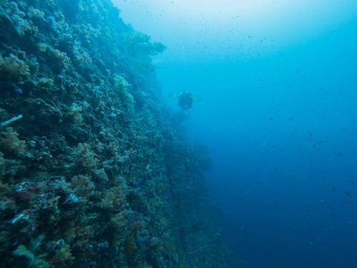 伊東・白根南のセルフダイビングコースの見どころ-ダイナミックな地形と魚群-