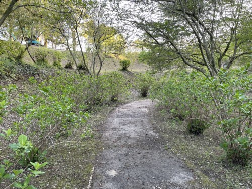 【合志市】速報今はつつじ！夕暮れの蛇ノ尾公園（ジャノオコウエン）が四季を楽しみにさせてくれる作りで素敵！