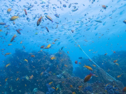 伊東・白根南のセルフダイビングコースの見どころ-ダイナミックな地形と魚群-