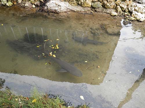 ゆったり時間を楽しむ、沖縄離島の旅