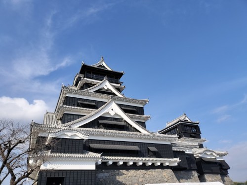 【くまもとの巨木】熊本城・飯田丸五階櫓のクスノキ