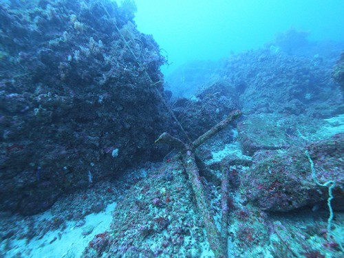 伊東・白根南のセルフダイビングコースの見どころ-ダイナミックな地形と魚群-