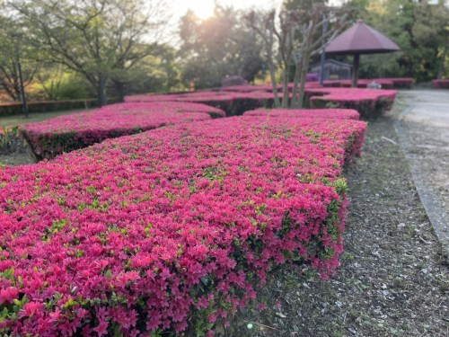 【合志市】速報今はつつじ！夕暮れの蛇ノ尾公園（ジャノオコウエン）が四季を楽しみにさせてくれる作りで素敵！