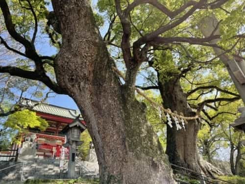 【くまもとの巨木】熊本駅近く「北岡神社の夫婦楠」は縁結びのクスノキ