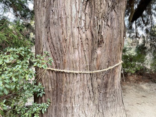 昔は、木と人は仲良しだったんだよ（となりのトトロより）～上益城郡御船町　中原神社～