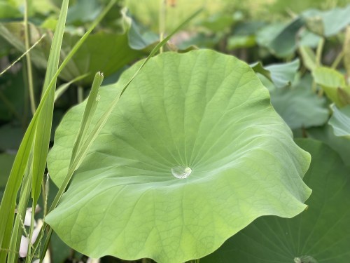 今、蓮が沢山咲いています！急いでハスっていきましょう！～熊本市北区高平　高平台校区坪井川遊水地花公園～