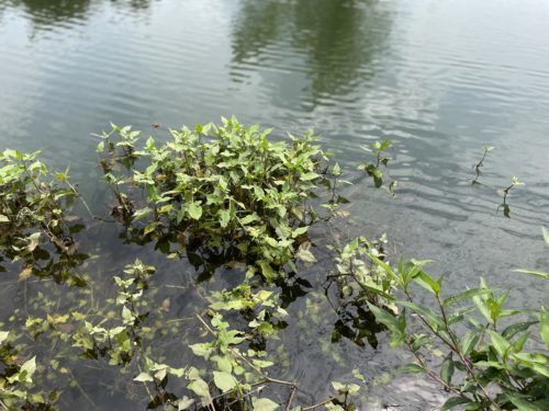 人が増える→環境が悪くなる→遊泳禁止→寂れてゆく、の悪循環を私たちの手で食い止めたい。～尾田川公園　尾田の丸池～