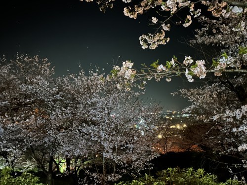 春だ花見だ桜が満開だ！菊池公園で夜桜してきました。