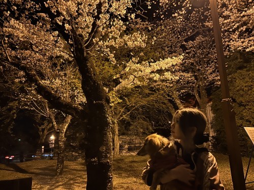 春だ花見だ桜が満開だ！菊池公園で夜桜してきました。