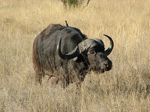 3位カバ、2位ヒト…1位は?「百獣の王・ライオンに勝てる生物ランキングTOP10」