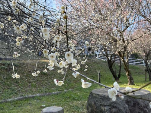 【熊本市西区】梅の花が見頃！島崎の百梅園で春の訪れと共に一足早くお花見してきた