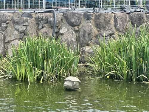 人が増える→環境が悪くなる→遊泳禁止→寂れてゆく、の悪循環を私たちの手で食い止めたい。～尾田川公園　尾田の丸池～