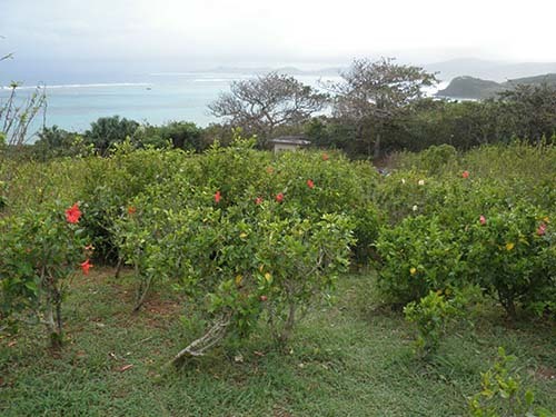 ゆったり時間を楽しむ、沖縄離島の旅