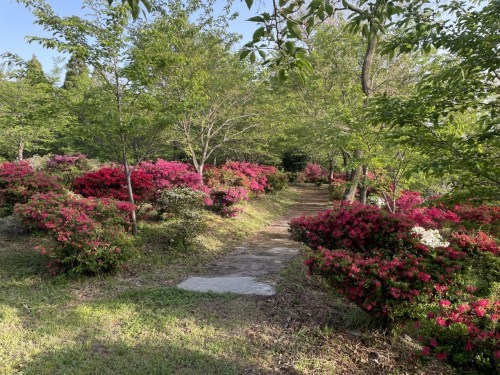 【菊池市】メェ～メェ～呼び続ける私を見つけて～東山公園　メェ～メェ～広場～