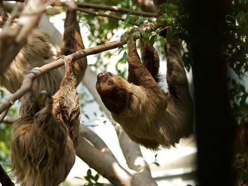 ナマケモノをペットにしたい！飼い方から性格、値段など気になる情報を総まとめ！