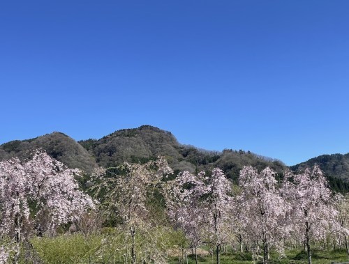 【阿蘇郡高森町】早よ行かんと散ってしまうばい！１.５kmの桜ロードが幻想的な「サクラミチ」に行ってきた！