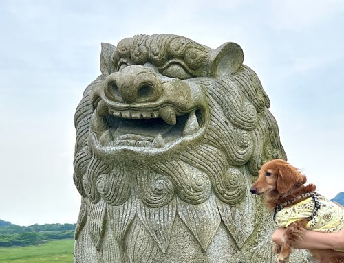 【熊本・阿蘇市】趣味のGoogleマップ散歩してたら発見した巨大狛犬に会いに行った