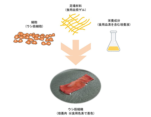 日本初の「食べられる培養肉」、日清食品と東大が作製に成功! 実用化に向け前進