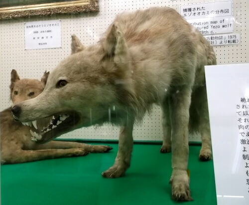 剥製でしか会うことができない？エゾオオカミの絶滅に迫る