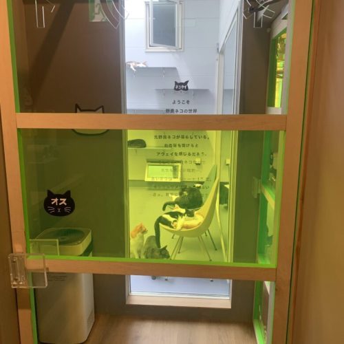 【中央区】青空が見える保護猫カフェ「ネコカイ」子飼にOPEN！