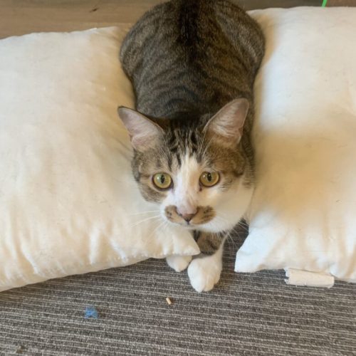【中央区】青空が見える保護猫カフェ「ネコカイ」子飼にOPEN！