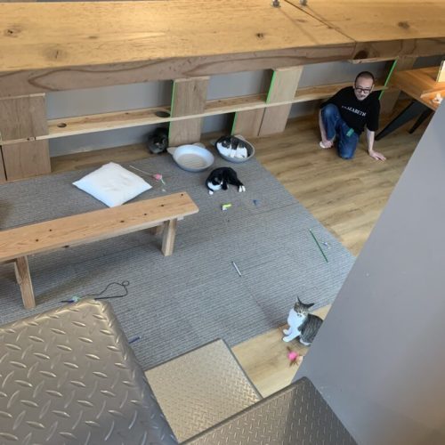 【中央区】青空が見える保護猫カフェ「ネコカイ」子飼にOPEN！