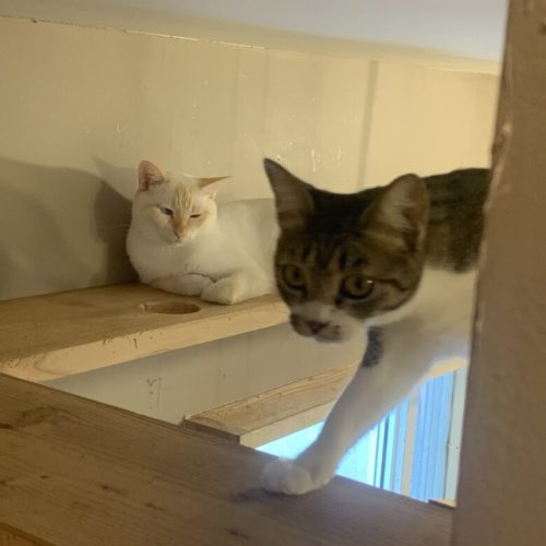 【中央区】青空が見える保護猫カフェ「ネコカイ」子飼にOPEN！