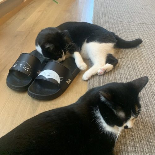 【中央区】青空が見える保護猫カフェ「ネコカイ」子飼にOPEN！