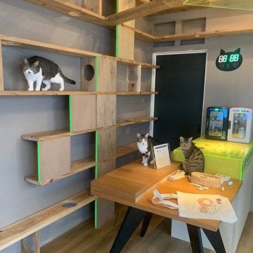 【中央区】青空が見える保護猫カフェ「ネコカイ」子飼にOPEN！