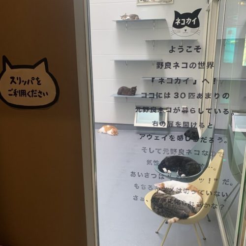 【中央区】青空が見える保護猫カフェ「ネコカイ」子飼にOPEN！