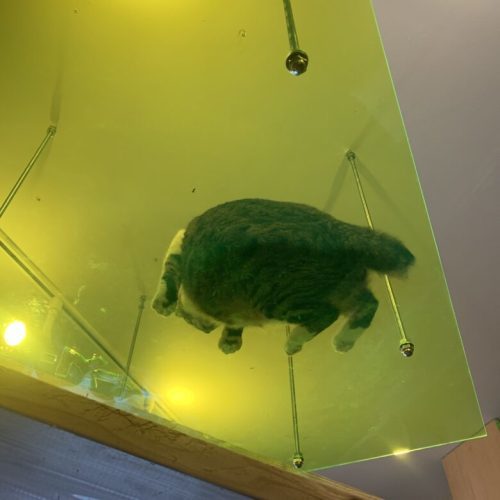 【中央区】青空が見える保護猫カフェ「ネコカイ」子飼にOPEN！