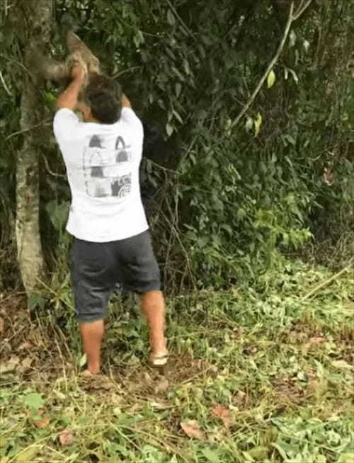 道路に迷い込んでいたナマケモノを救助！安全な場所へ連れて行ってあげると、笑顔でお礼をしてくれた！？