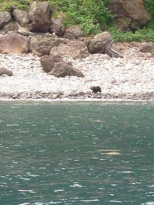 まさに手つかずの大自然！世界遺産・知床で野生動物と出会う