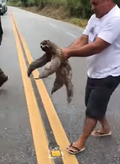 道路に迷い込んでいたナマケモノを救助！安全な場所へ連れて行ってあげると、笑顔でお礼をしてくれた！？