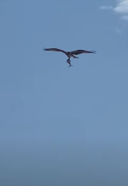 これはビビった！巨大な鳥が巨大な魚をつかんで飛行する驚きの光景を目撃