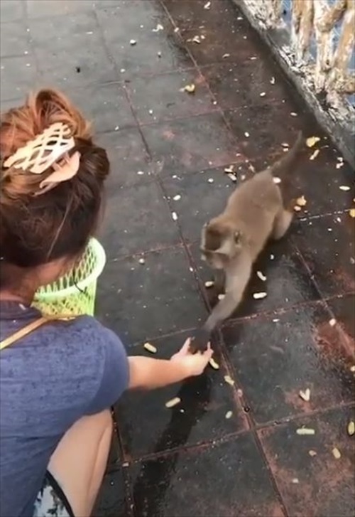 「猿も木から落ちる」ならぬ「猿も滑って転ぶ」平地で豪快に滑って転ぶ猿の姿に思わず笑ってしまう！