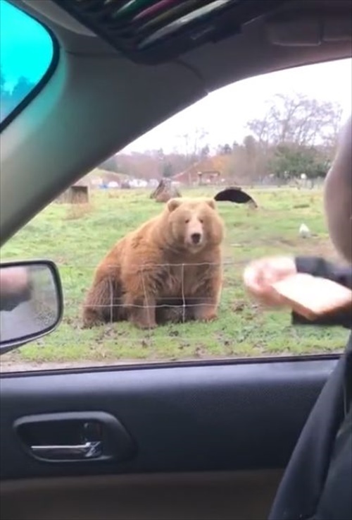 大きな体で俊敏な反応！パンをフリスビーのように投げたらクマがお口でナイスキャッチ