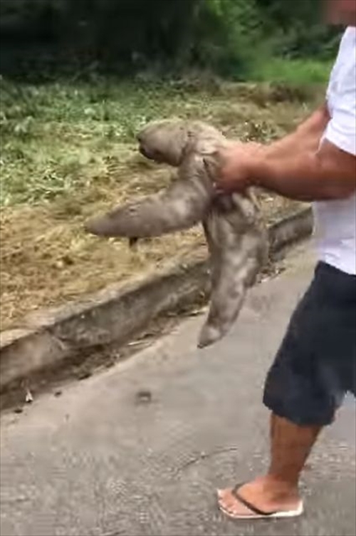 道路に迷い込んでいたナマケモノを救助！安全な場所へ連れて行ってあげると、笑顔でお礼をしてくれた！？